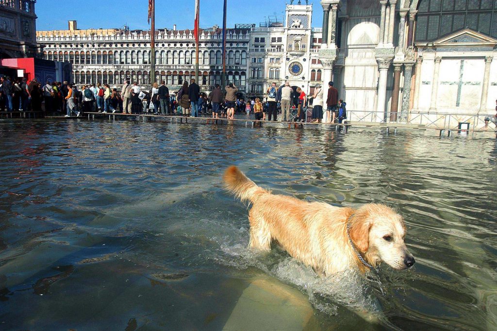 Dog in Venice Flood