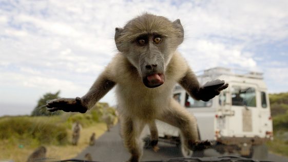 baboons and teenagers