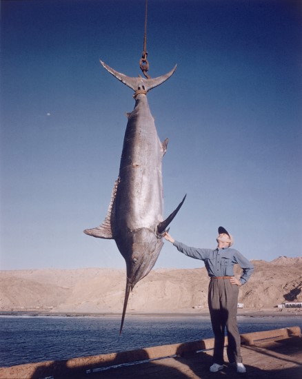 1,560 lb. Black Marlin 