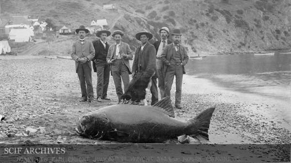 15 Biggest Fish Ever Caught by Hand - black seabass